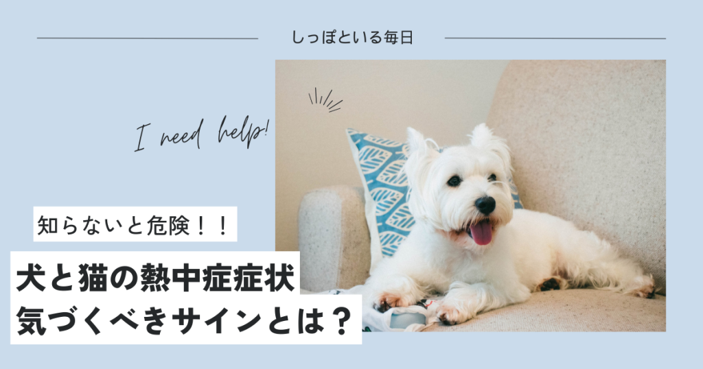 「犬と猫の熱中症症状気づくべきサインとは？」のアイキャッチ