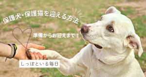 保護猫・保護犬を迎える方法