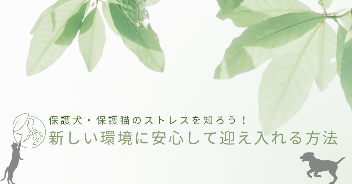 「保護犬・保護猫のストレスを知ろう！：新しい環境に安心して迎え入れる方法」のアイキャッチ