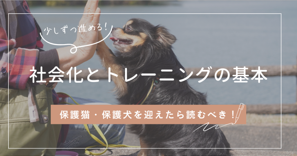 保護猫・保護犬を迎えたら読むべき！社会化とトレーニングの基本