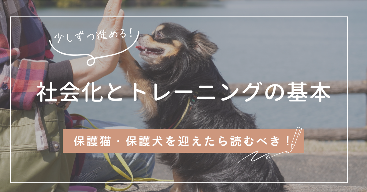 保護猫・保護犬を迎えたら読むべき！社会化とトレーニングの基本