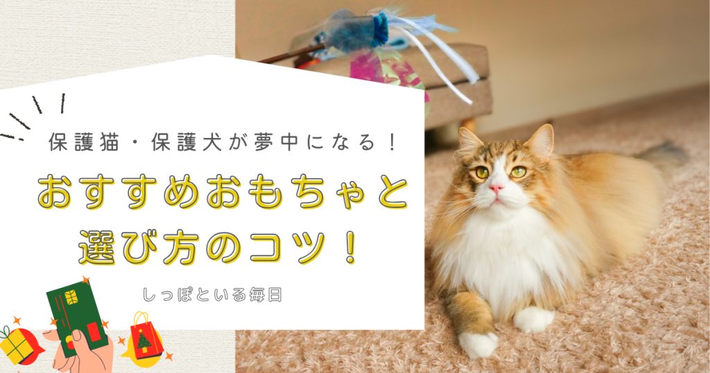 保護猫・保護犬が夢中になる！おすすめおもちゃと選び方のコツ！