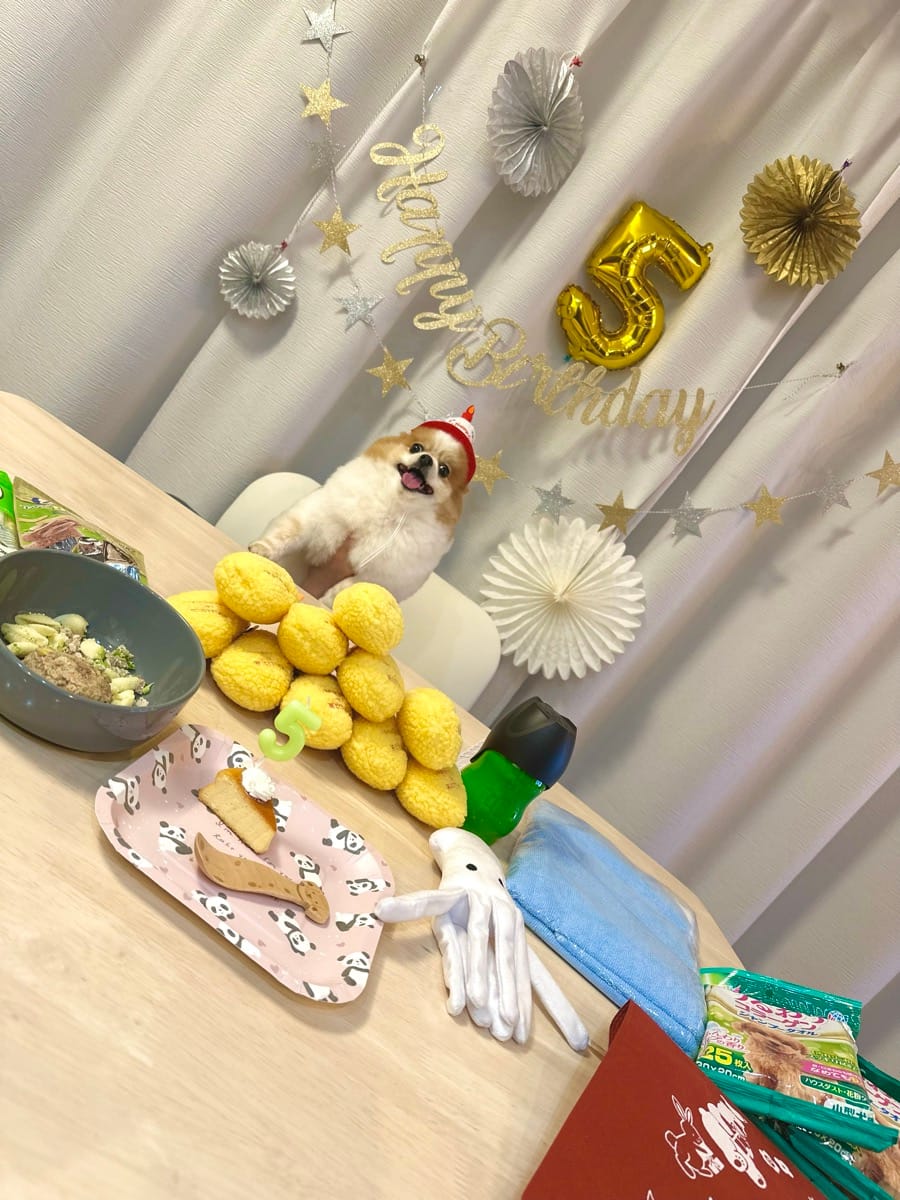 ポメラニアンの5歳誕生日にエビフライのおもちゃ