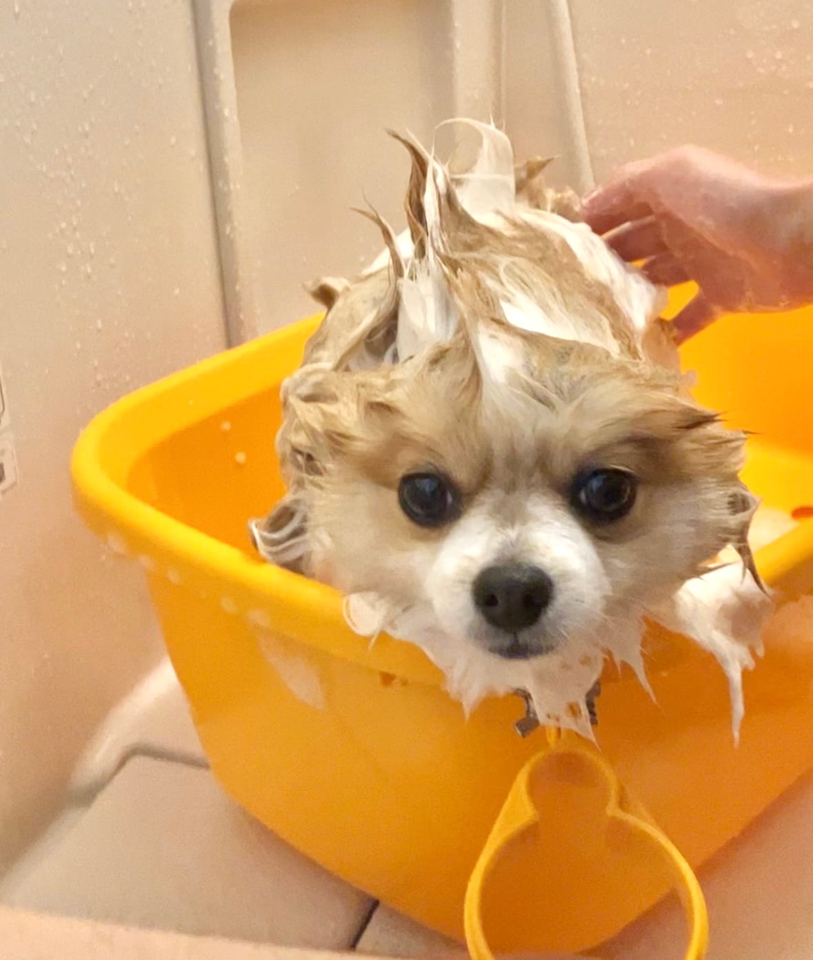 ポメラニアンの自宅シャンプー