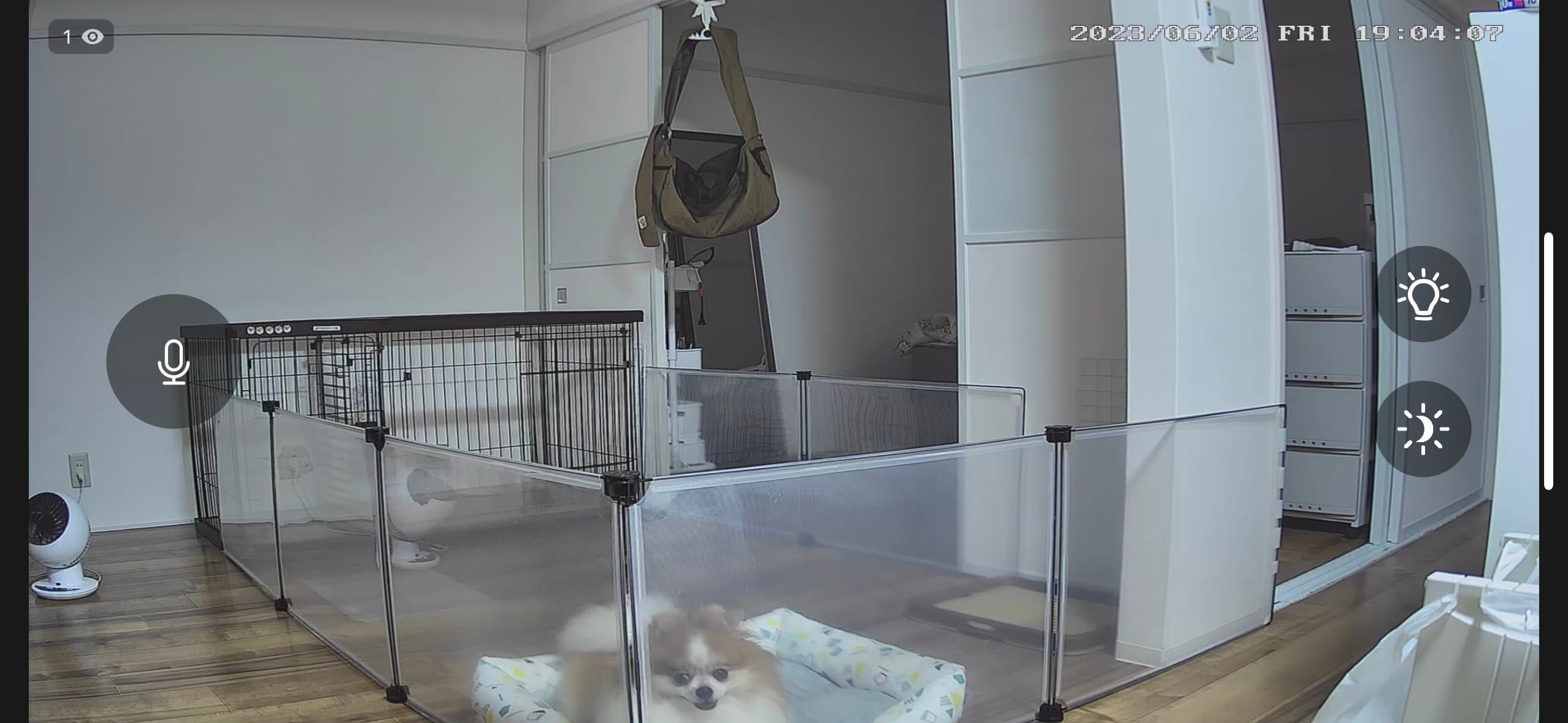 ペットカメラから見た留守番中のちくわ