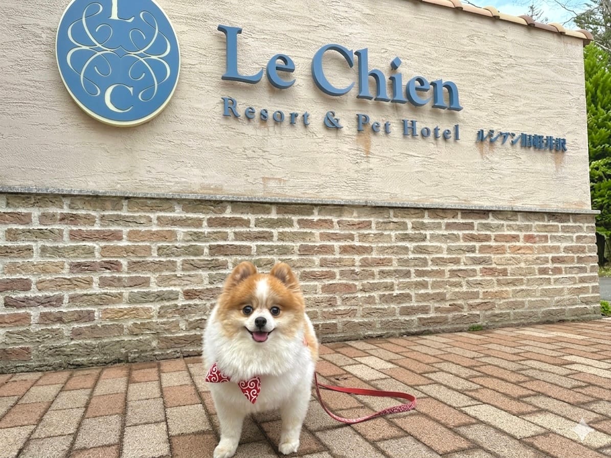 ルシアン旧軽井沢の入口看板前に座るポメラニアンのちくわ