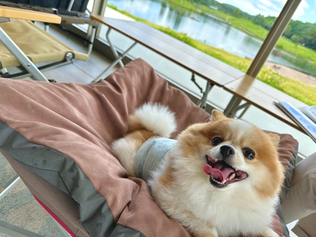 エンゼルフォレスト スノーピークカフェでくつろぐちくわ