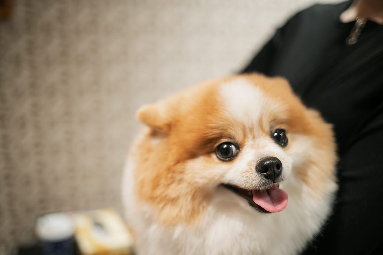 ポメラニアンのちくわ｜しっぽといる毎日