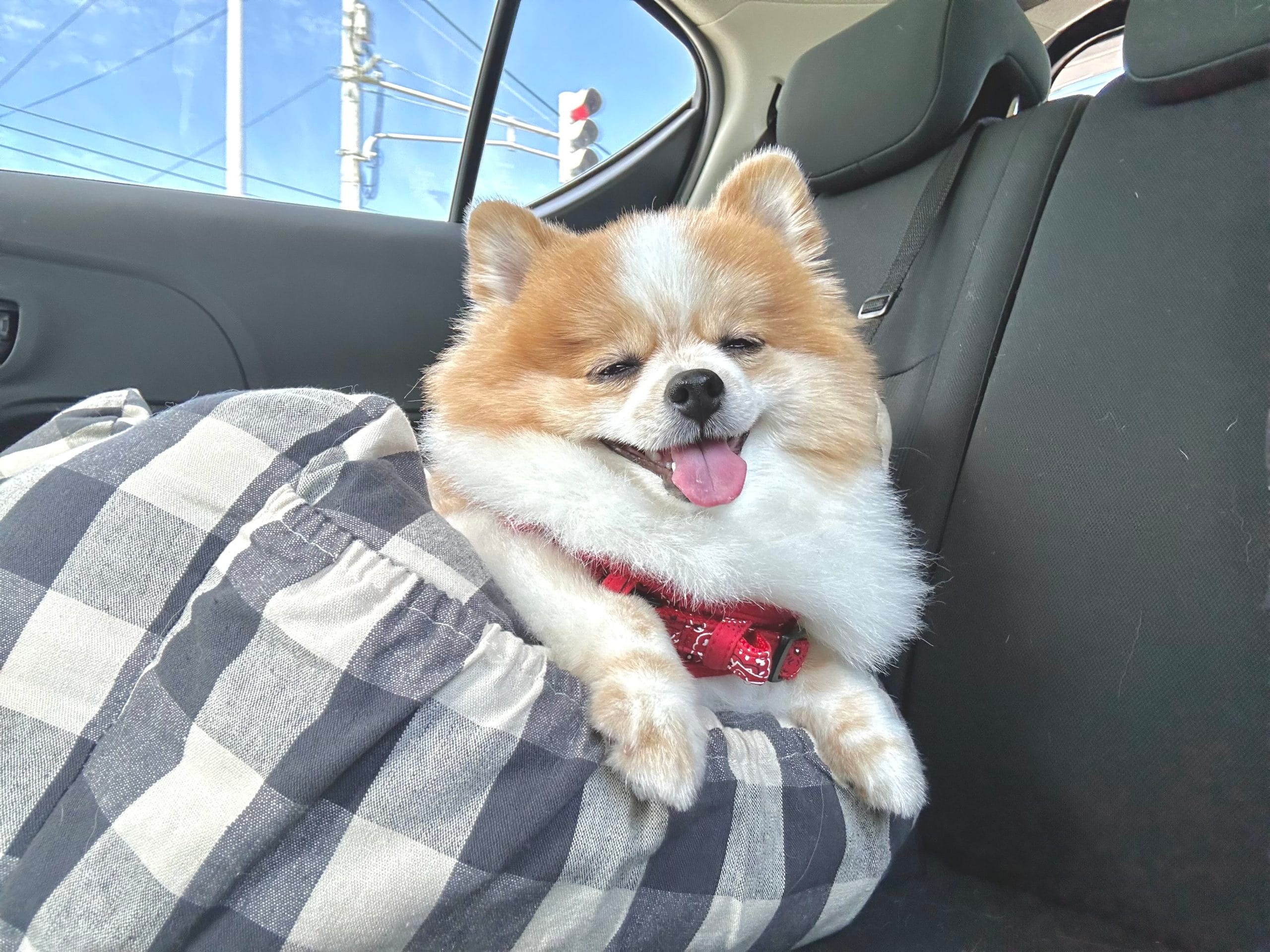 ドライブベッドでくつろぐちくわ