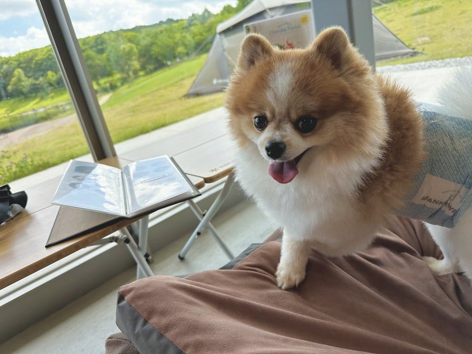 カフェでくつろぐちくわ（マナーウェア着用）