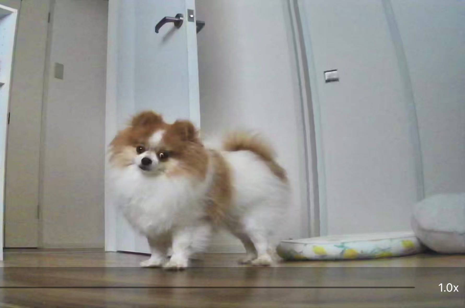 ペットカメラに映る留守番中のちくわ