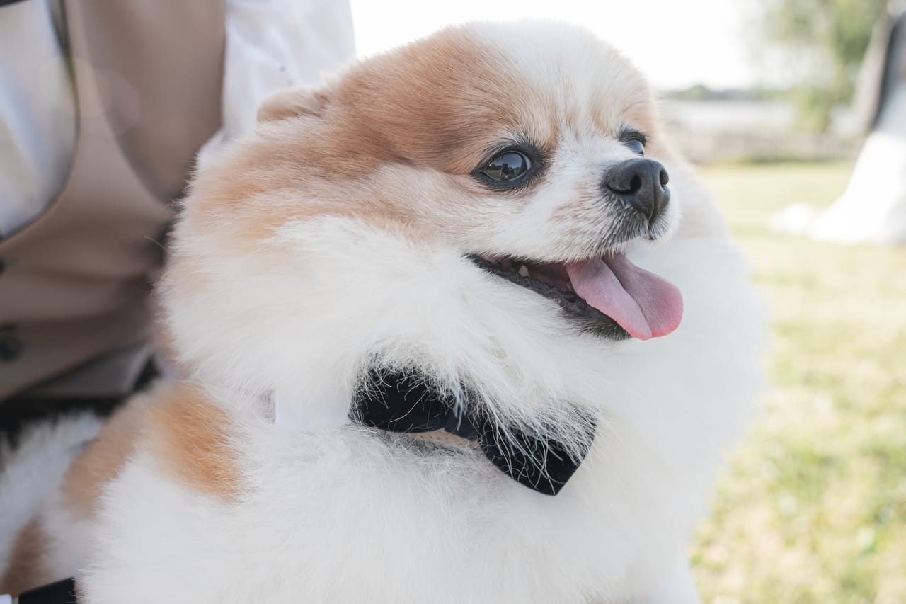 ポメラニアンのちくわ