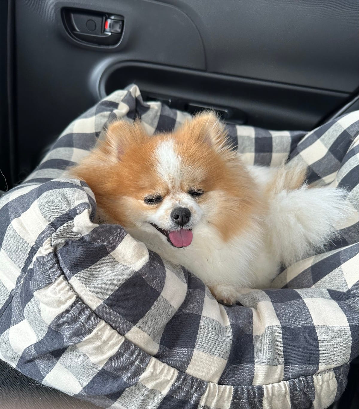 ドライブベッドでくつろぐちくわ