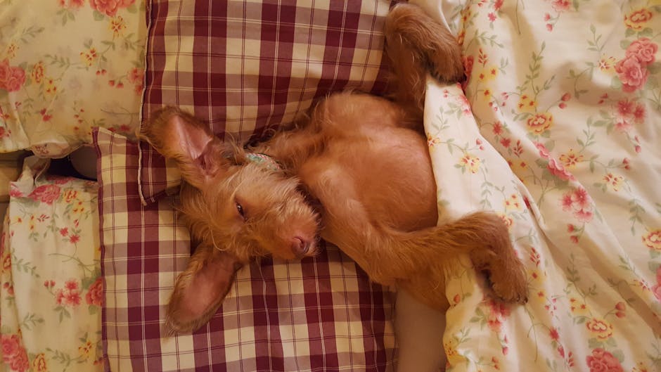 新居で最初にすること|犬が安心できる場所をつくる