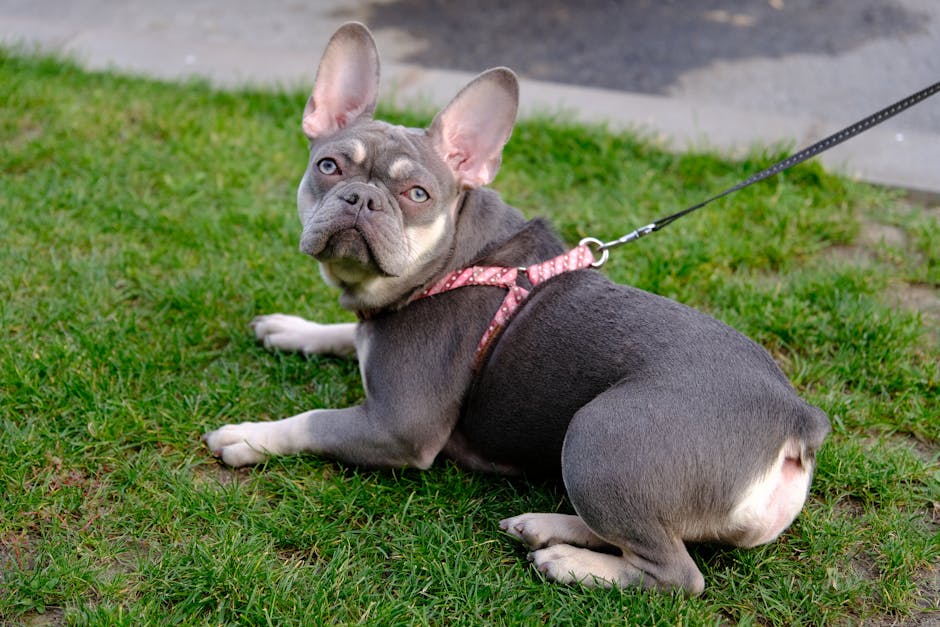 長時間留守番が続くなら考えたい選択肢