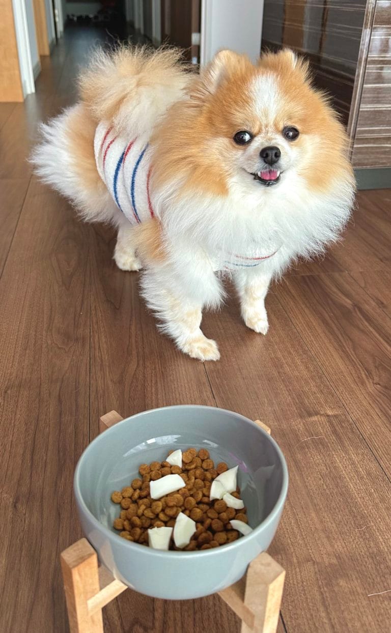 ヒルズのフードに卵トッピングでにっこりのちくわ