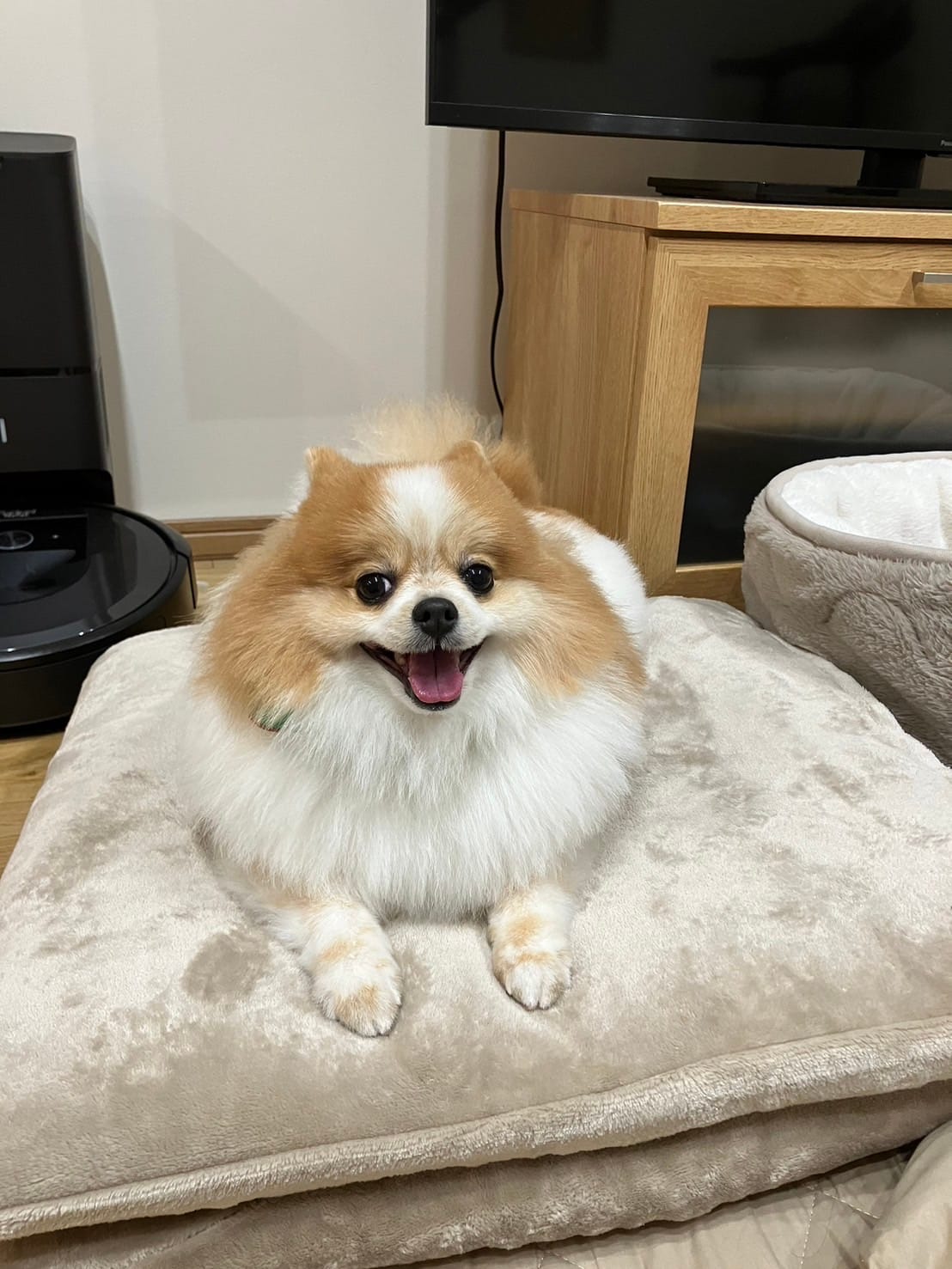 座布団の上でくつろぐちくわ