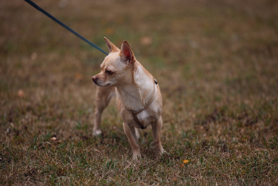 ハーネスのメリット・デメリットのイメージ写真