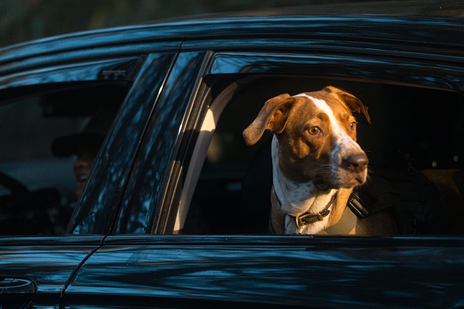 千葉・房総は「犬連れに近くて便利」だけじゃないのイメージ写真
