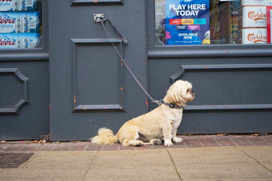 small dog waiting by the door