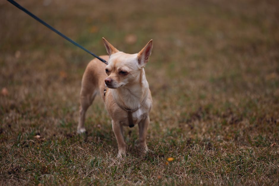 ハーネスと首輪、違いはたった1つのイメージ写真