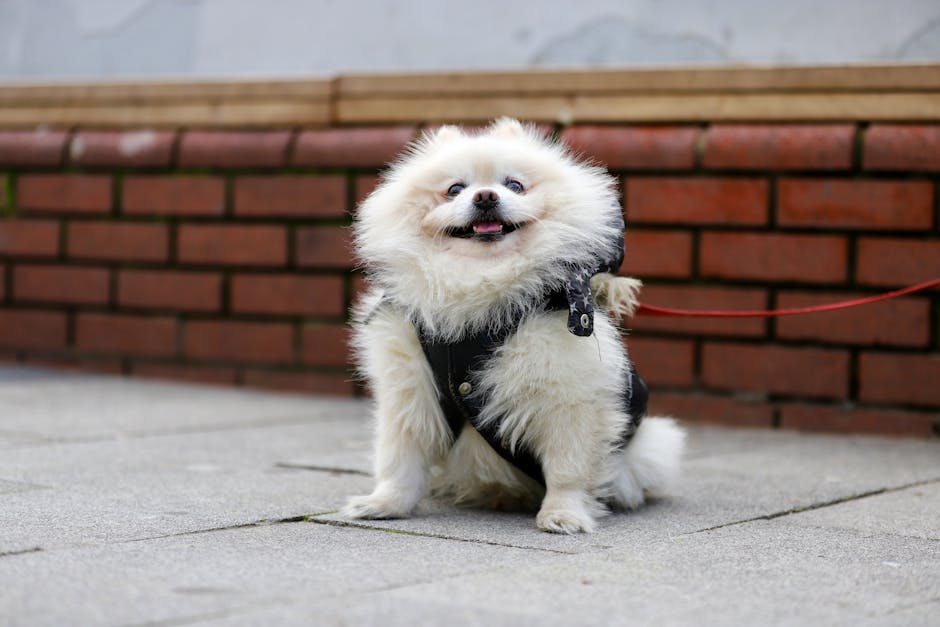 散歩前・散歩中・帰宅後｜時系列で見る花粉対策のイメージ写真