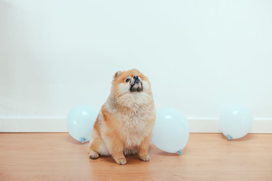 小型犬の換毛期はいつ？どのくらい続く？