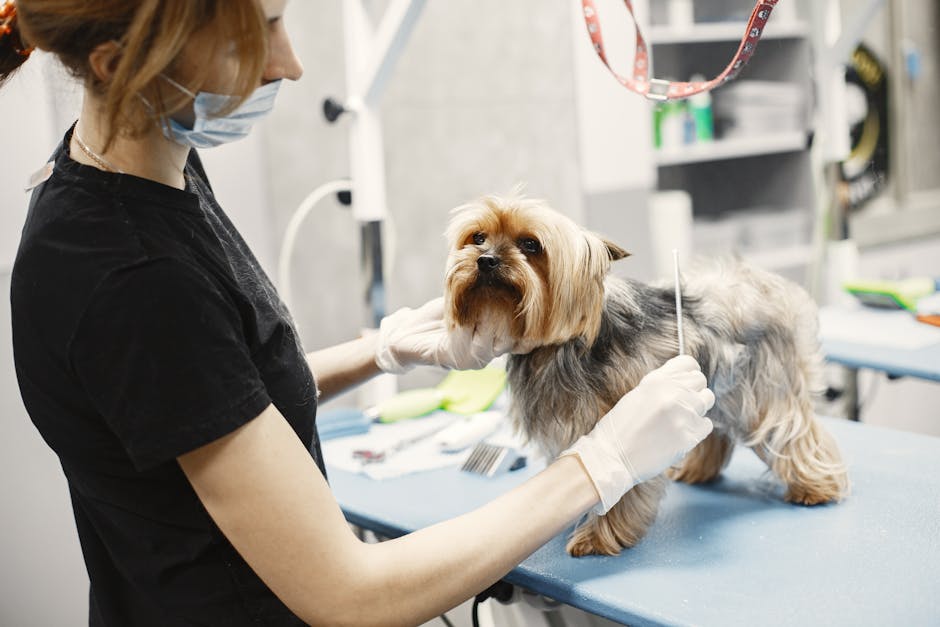small puppy getting groomed at pet salon