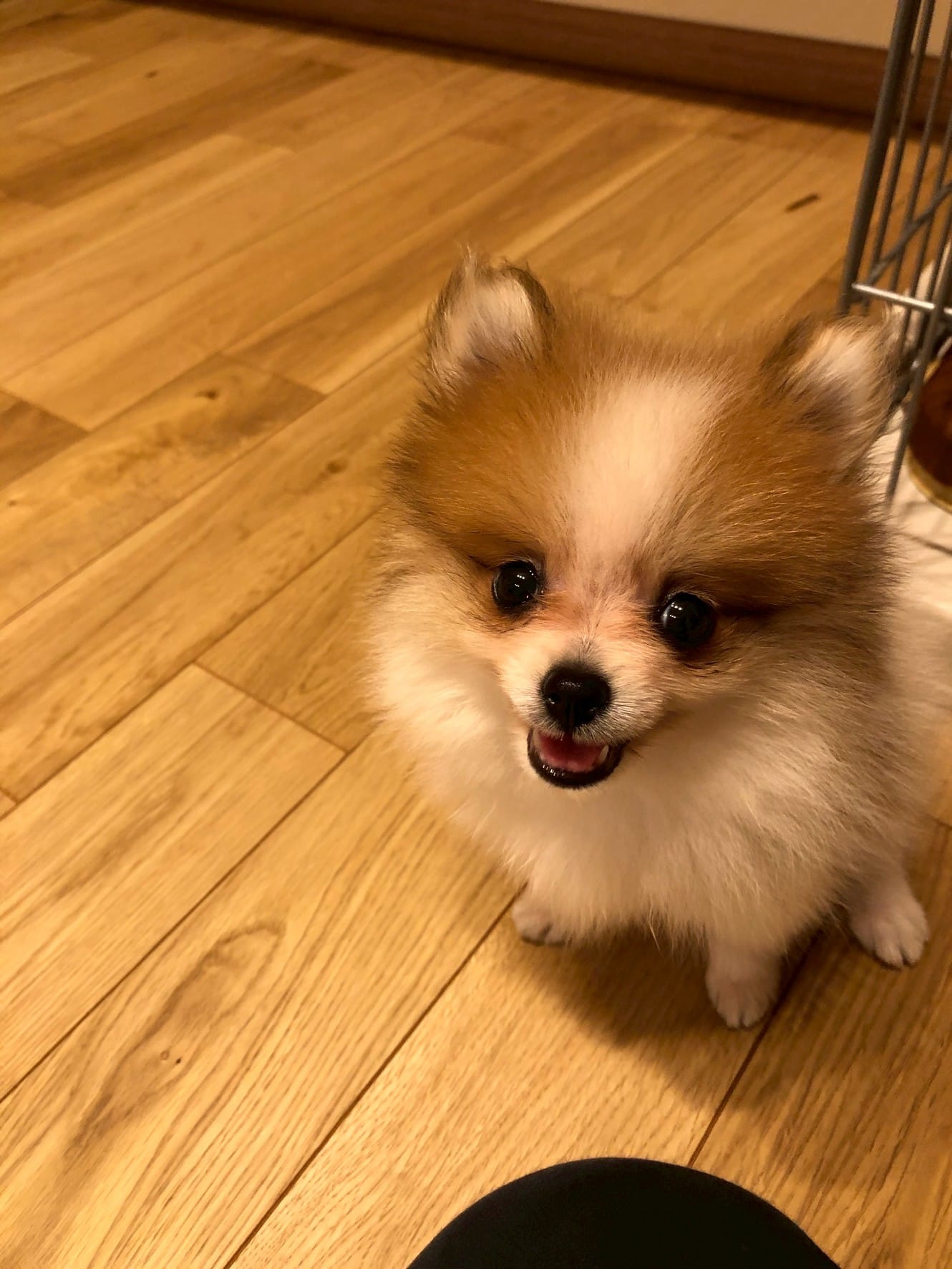 おいでと呼んだら駆けてきたポメラニアンちくわ