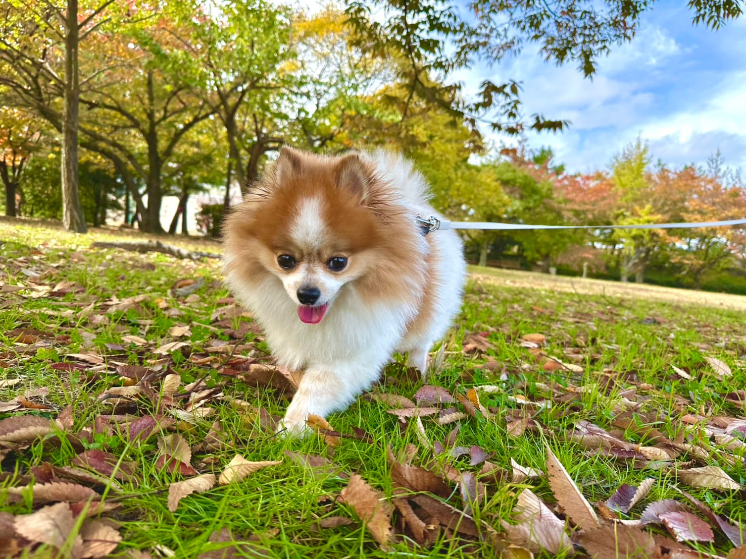 散歩中のちくわ