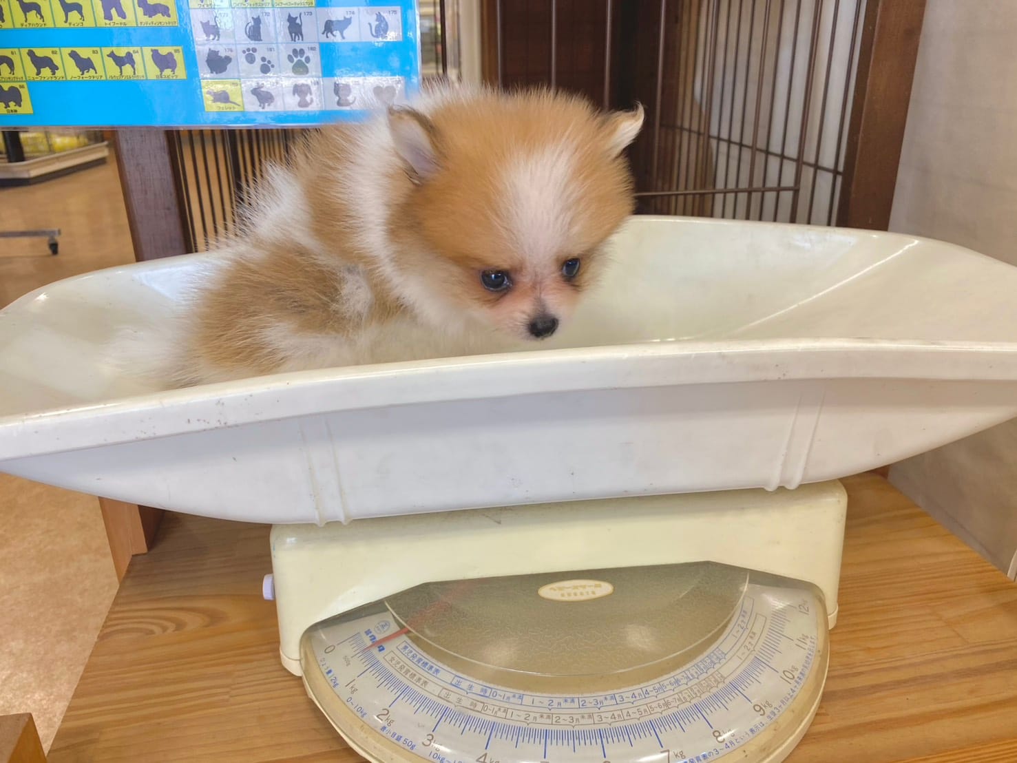 子犬の頃のちくわが計量器に乗っている写真