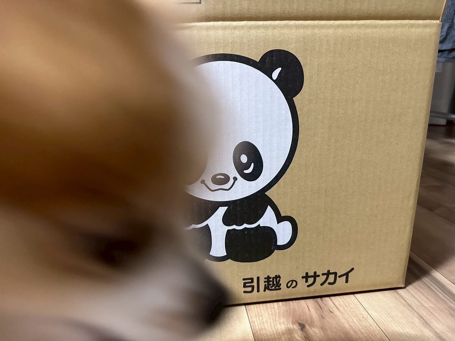 春の引っ越しで小型犬を預けたら正解だった|新居の環境づくりとストレス対策の体験写真