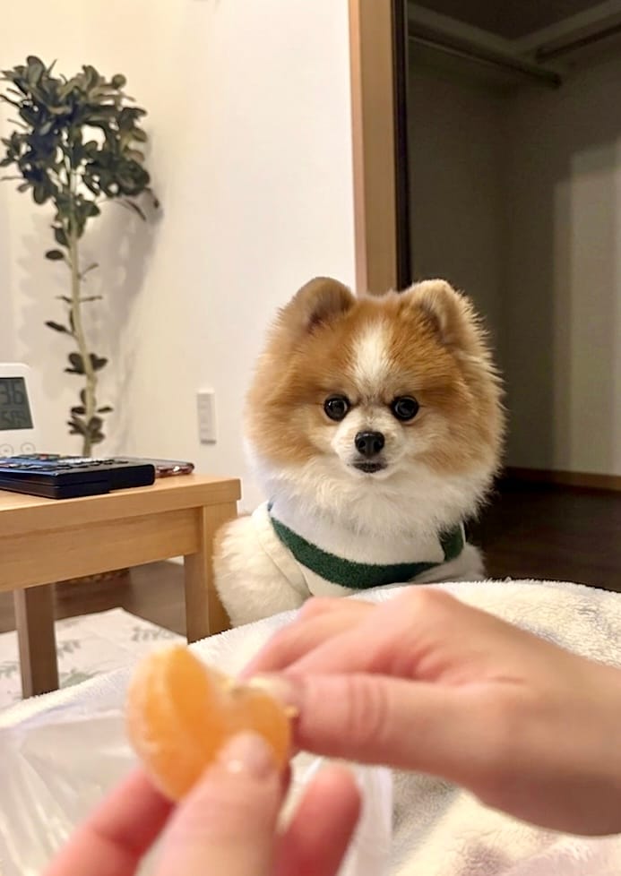 食べ物には目がない食いしん坊ちくわ