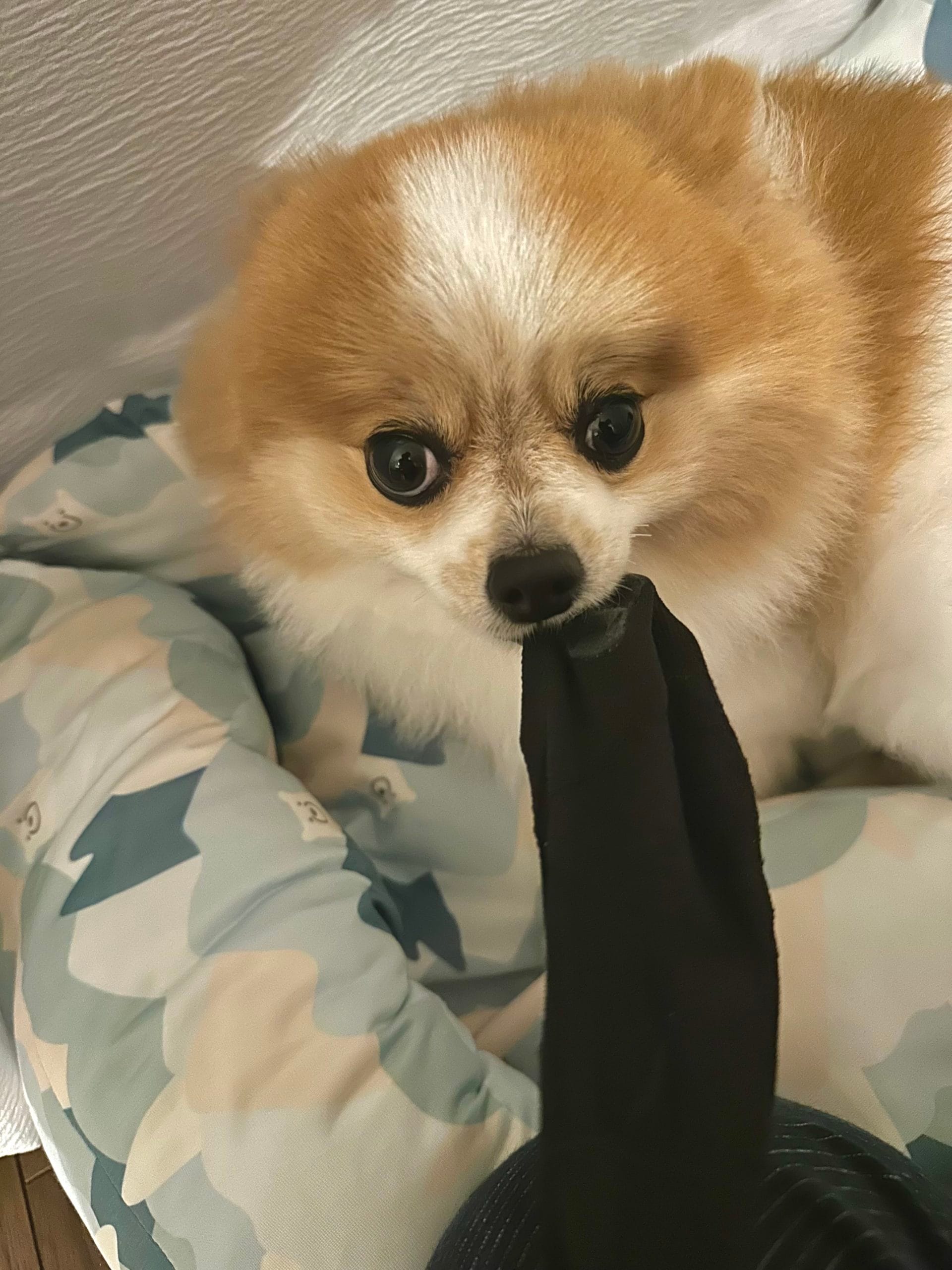 靴下をかみかみしているちくわ