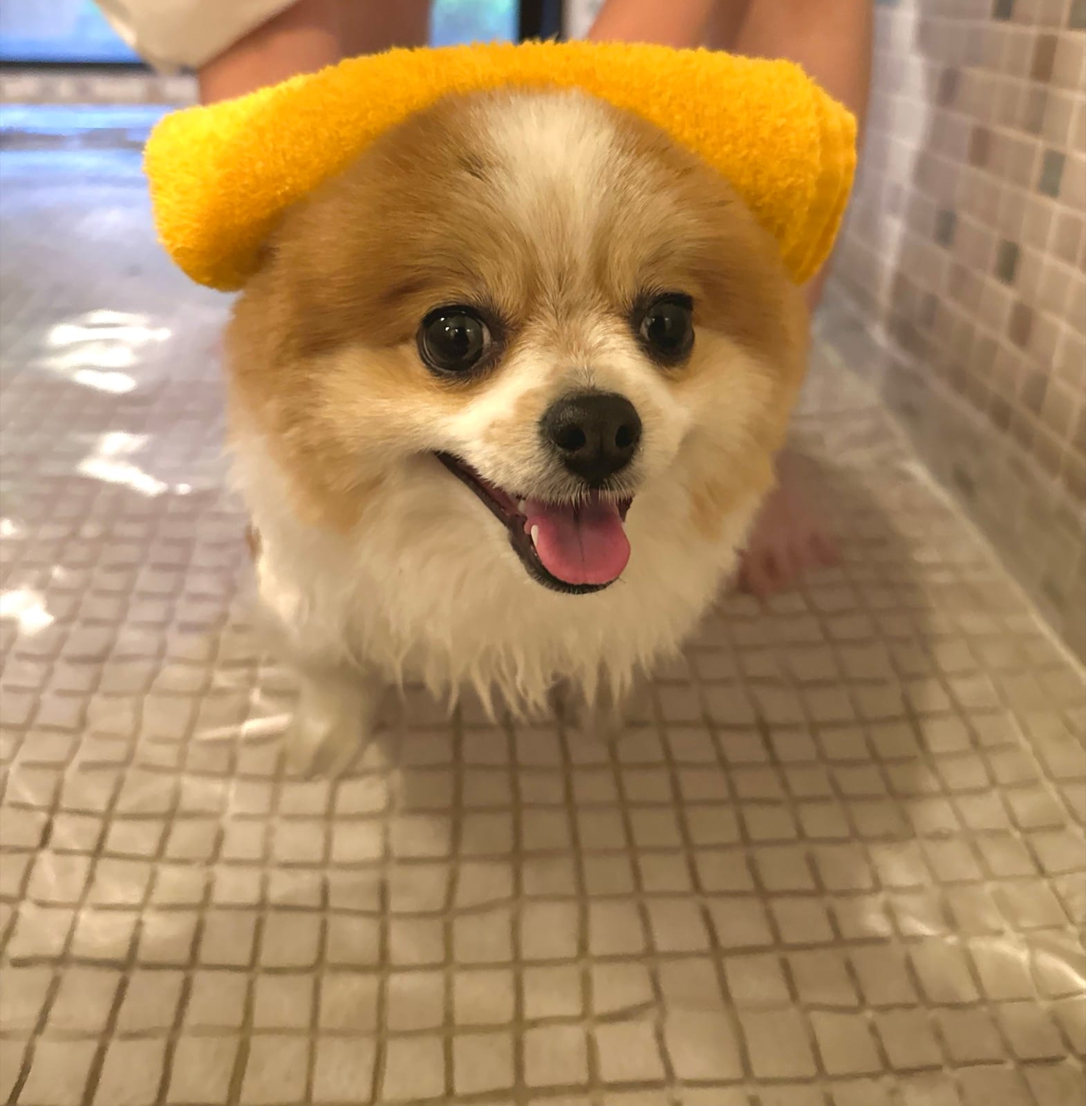 ルシアン旧軽井沢のペットバスで入浴中のポメラニアンちくわ