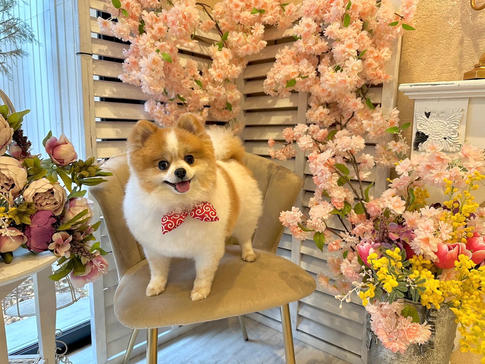 ルシアン旧軽井沢のドッグサロン撮影コーナーで花に囲まれるポメラニアンちくわ