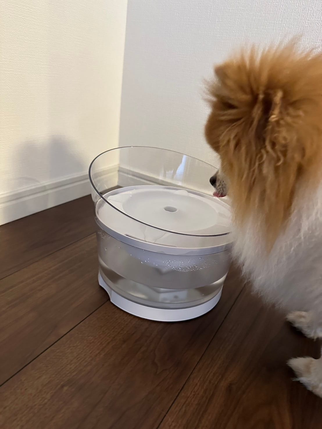 1週間後、怖がって近づかなくなったちくわ