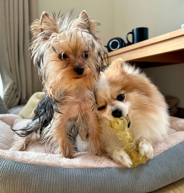 並んでおもちゃで遊ぶちくわとヨークシャーテリア