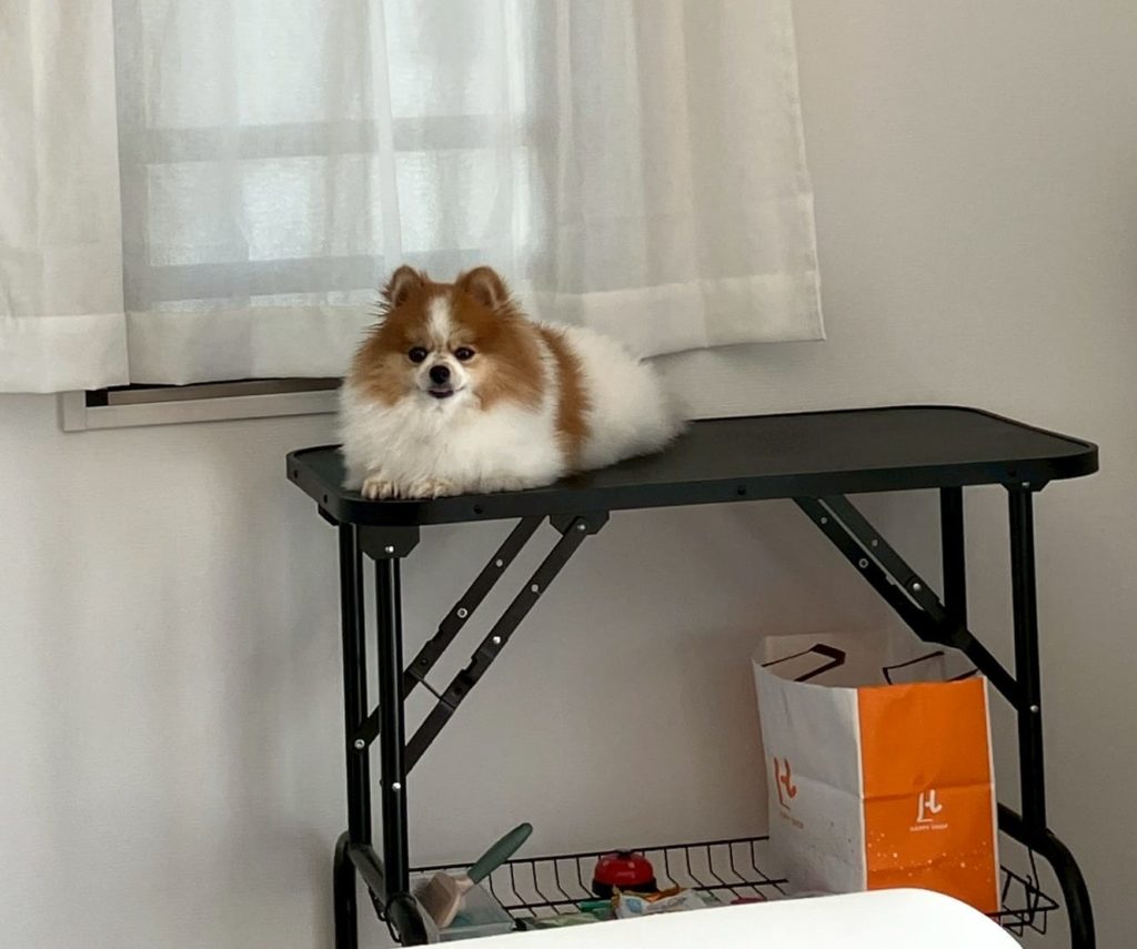 点耳薬をするときのトリミング台。台の上だとちくわが落ち着いてくれる
