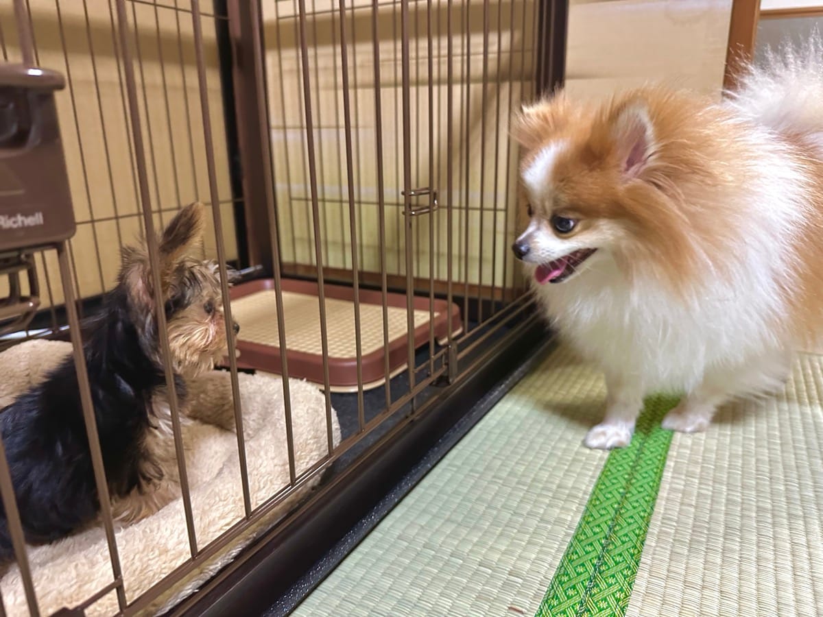 ヨークシャーテリアが来た初日。ケージ越しに覗き込むちくわ