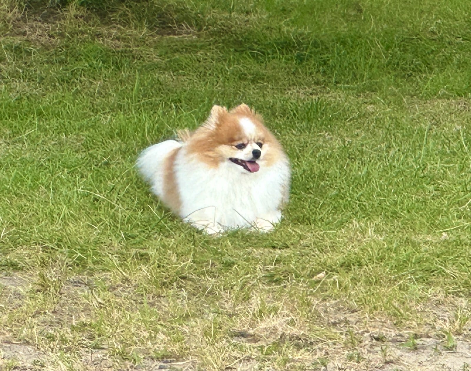 ドッグランの芝生で一人くつろぐちくわ