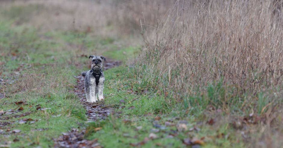 宿の近くで寄りたい犬連れスポット3つのイメージ写真