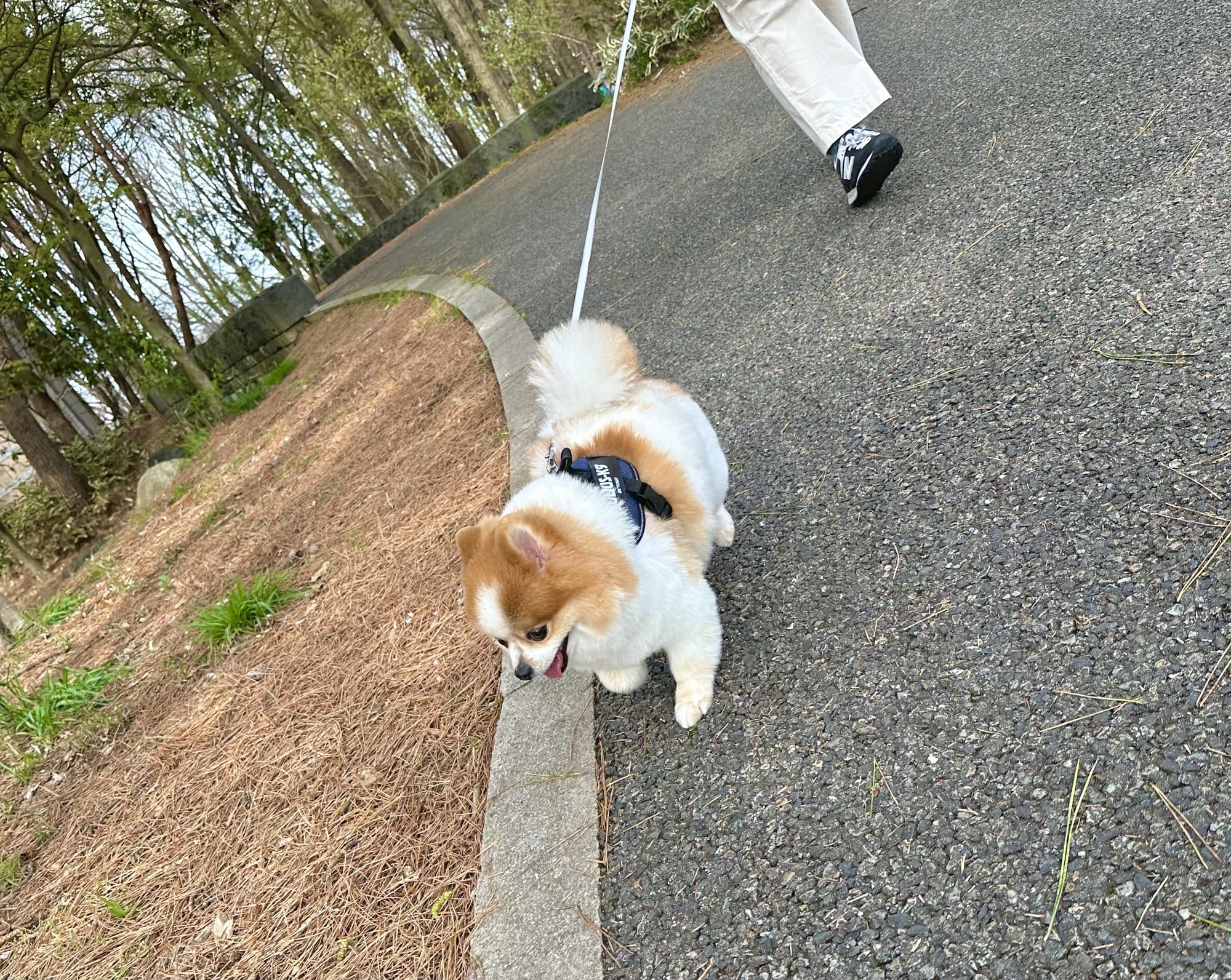 ユリウスK9のIDCパワーハーネス。胸と背中で支える構造。