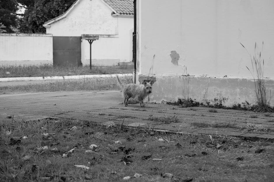 「犬・人・場所」のどれが苦手かを分けて見るのイメージ写真