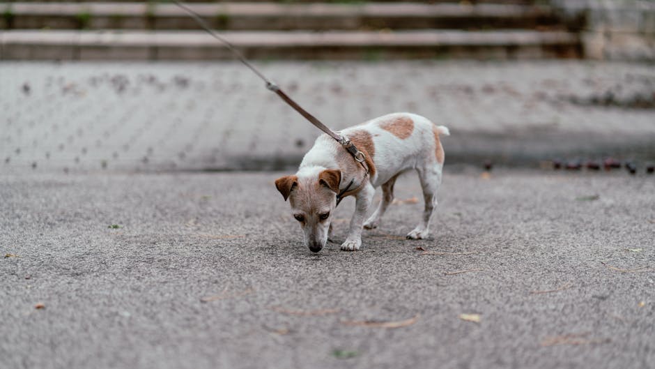 小型犬が散歩で引っ張る3つの理由のイメージ写真