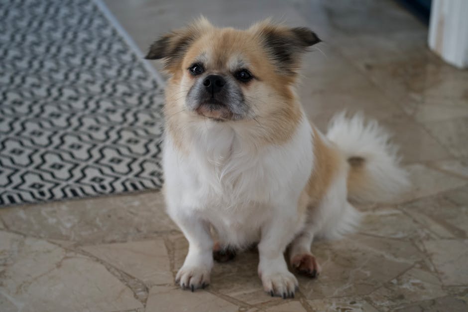 肛門腺絞りは月1回前後が目安。溜まりやすさで変わるのイメージ写真