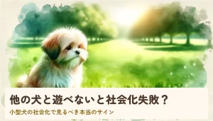 ドッグランで他の犬を遠くから見守る小型犬