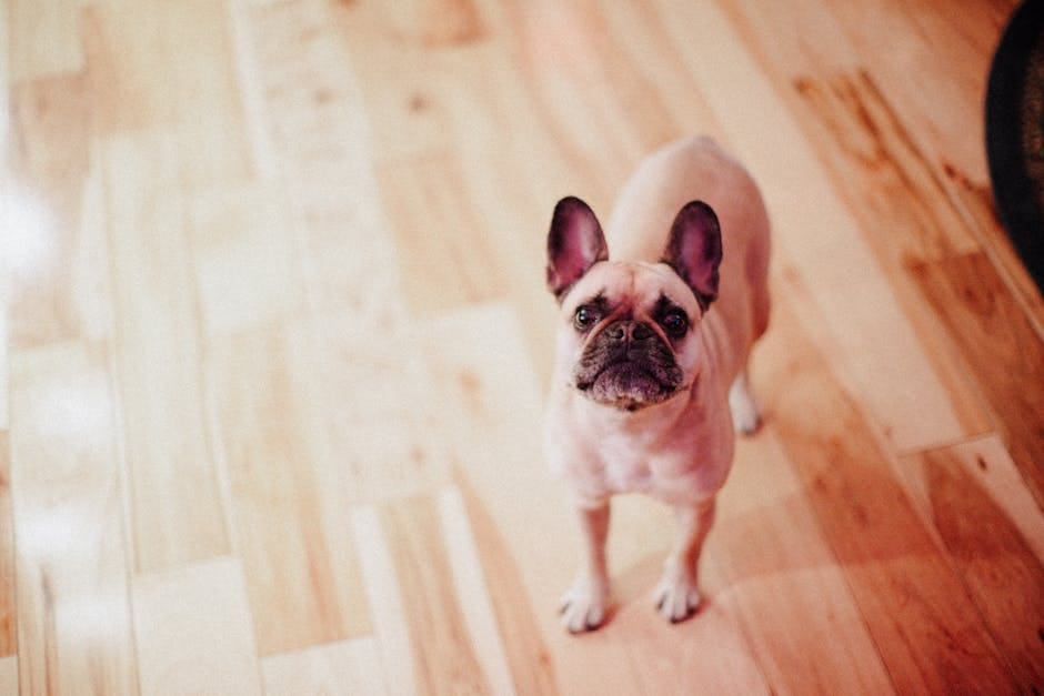 床の上に立って低いソファを見上げる小型犬