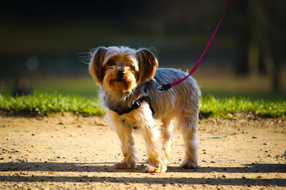 ノミダニ予防の基本をおさらいのイメージ写真