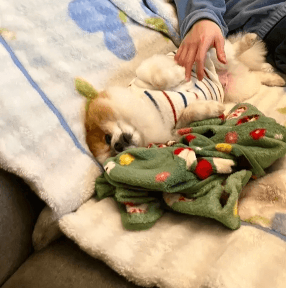 背もたれを倒した状態で寛ぐちくわ